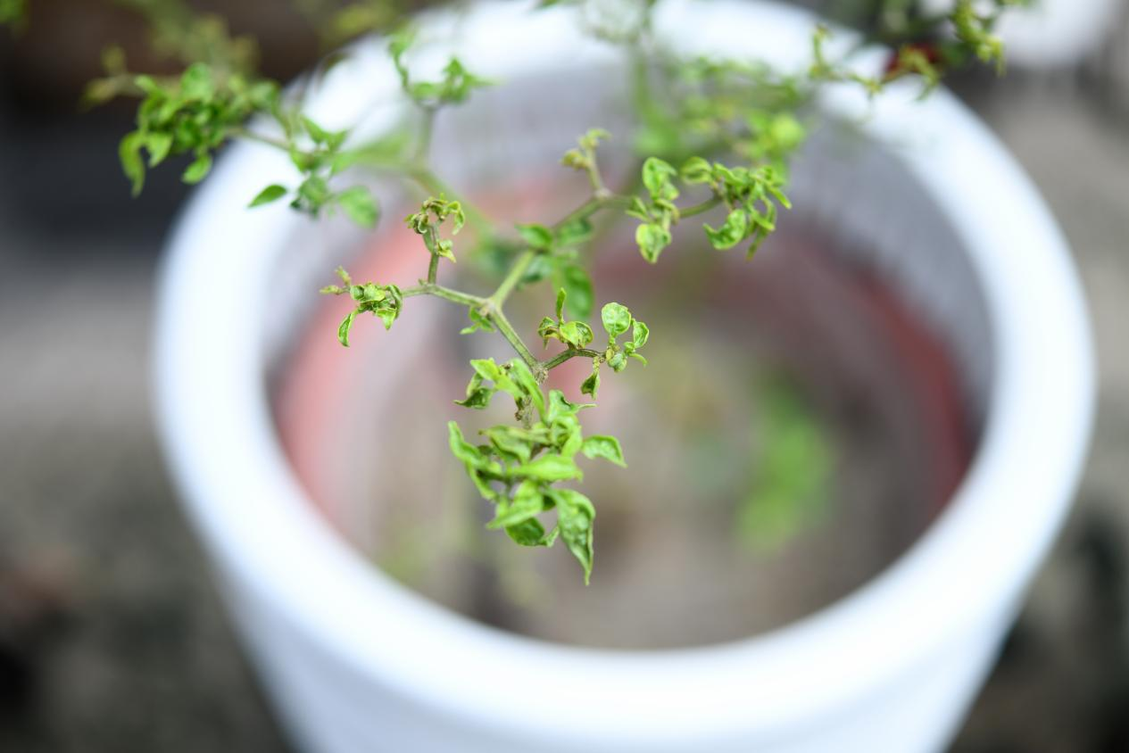 遨游A18-5G三防手机